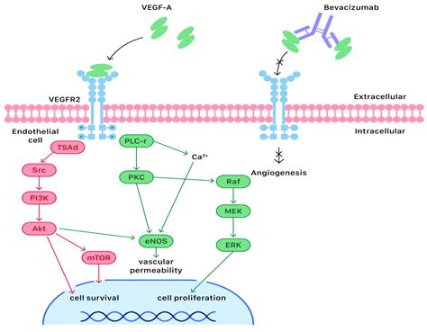 Ijms Free Full Text The Utilization Of Bevacizumab In Patients With