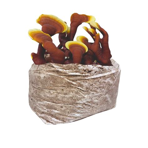 New Research Reveals The Potential Of Red Reishi Mushroom - RYZE Superfoods