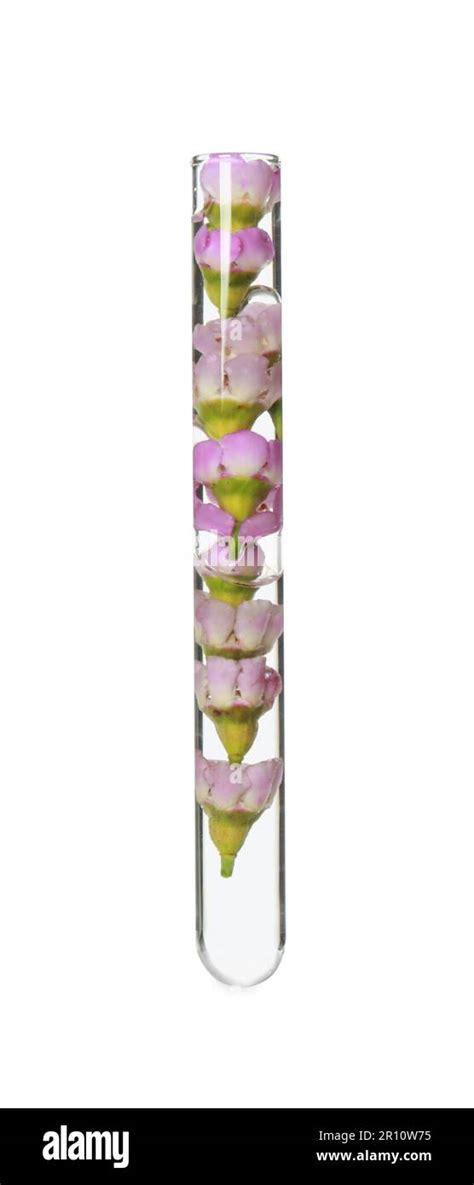 Flowers In Test Tube On White Background Stock Photo Alamy