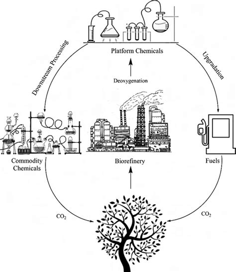 1 Closed carbon cycle of biomass. | Download Scientific Diagram