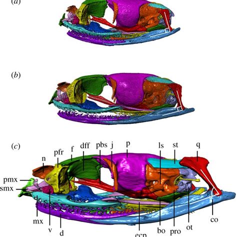 Left Anterolateral View Of T Radix Skull Throughout Ontogeny A