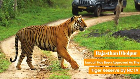 Rajasthan Dholpur-karauli approved as Tiger Reserve by NCTA