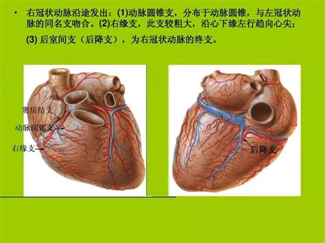 最详细冠状动脉解剖分段及相关疾病诊断 好医术早读文章 好医术 赋能医生守护生命