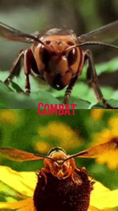 Murder Hornet Vs Cicada Killer Youtube