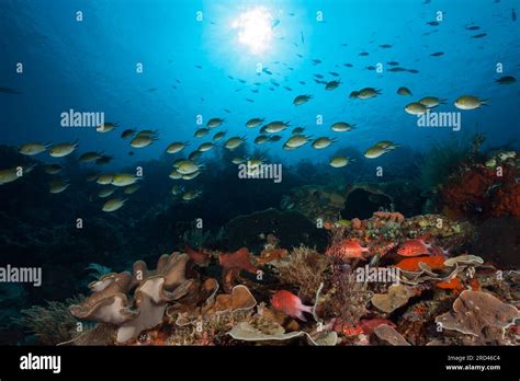 Coral Fish In Coral Reef Raja Ampat West Papua Indonesia Stock Photo