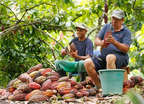 Cacao A Sacarle Jugo Al Mercado De Exportación