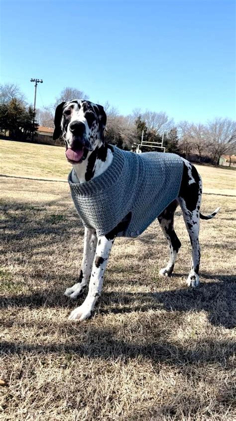 Giant Dog Sweater Free Crochet Pattern - Heart Hook Home