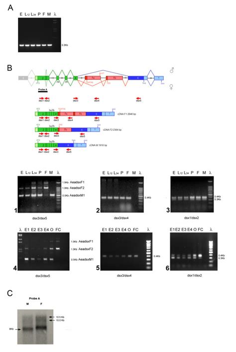 Developmental expression analyses of the Aeadsx gene. The analyses were... | Download Scientific ...