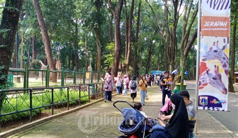 Suasana Pengunjung Taman Margasatwa Ragunan Hari Pertama Dibuka Foto 6