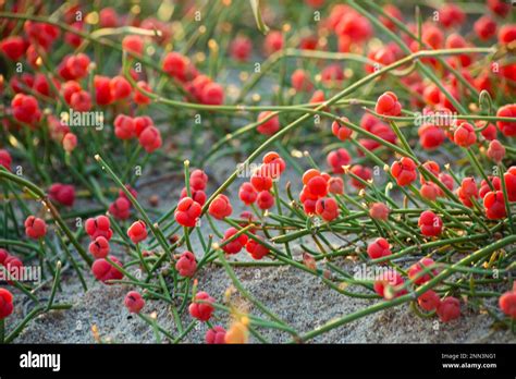 Ancient Medicinal Plant Ephedra Plants Of The Genus Ephedra Have