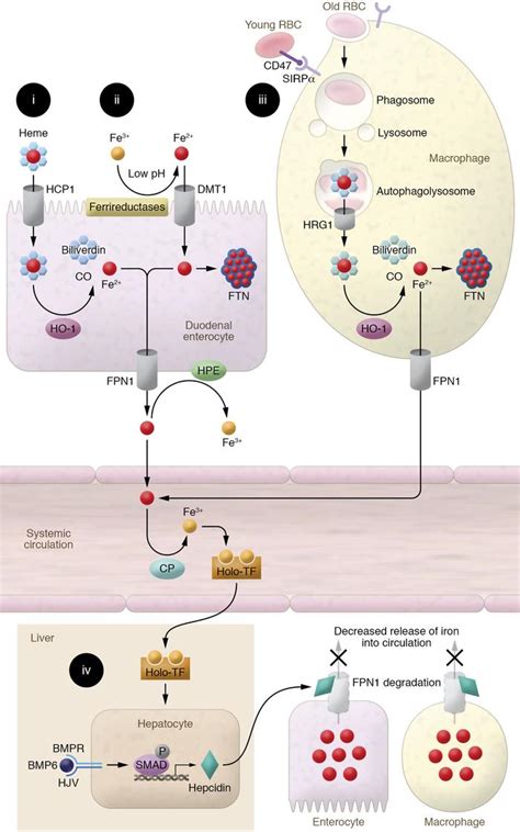 Jci Ironing Out Mechanisms Of Iron Homeostasis And Disorders Of Iron