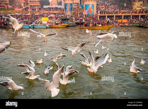 Seagulls Feeding Ganga River Ganges Varanasi Banaras Benaras Kashi