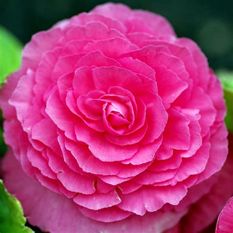 Why gardeners are obsessed with the rare ruby begonia variety 22