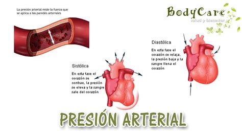 Medir Correctamente La Presión Arterial ~ Salud Y Bienestar