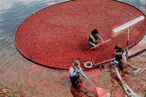 4 choses à savoir sur la culture de la Canneberge Bio Patience Fruit Co