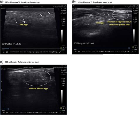 Utilizing Fish Ultrasound For Non Invasive Sex Identification And Gonad
