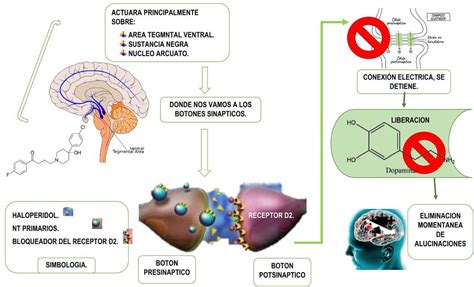 FARMACODINAMIA HALOPERIDOL | Silvia Hernández | uDocz