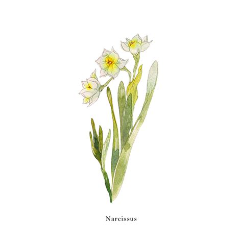 24 Billy | Flowers illustration on Behance