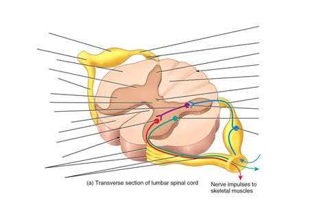 Internal Anatomy Of The Spinal Cord Labeling Diagram Quizlet