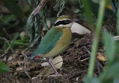 Indian Pitta Pitta Brachyura Bird S Wildlife Nature