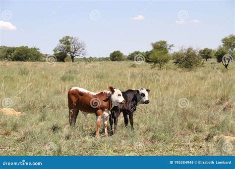 Colored Landscape Photo Of Nguni Calves In The Dome Area Potchefstroom