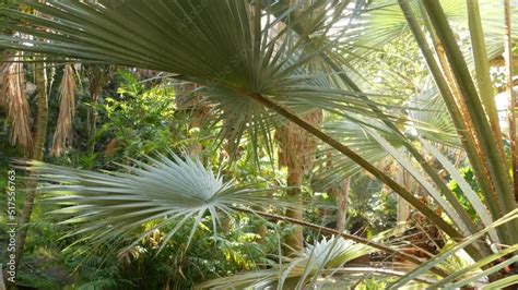 Juicy Lush Foliage Of Tropical Trees In Sunny Jungle Forest Or Exotic