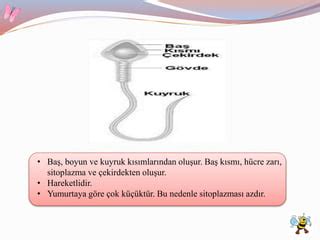 Bitki ve Hayvanlarda Üreme Büyüme ve Gelişme 6 Sınıf PPT