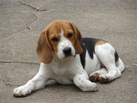 Beagle Harrier Mix Dog Info, Temperament, Training, Puppies, Pictures