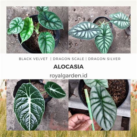 Jual Alocasia Alokasia Black Velvet Dragon Scale Silver Keladi