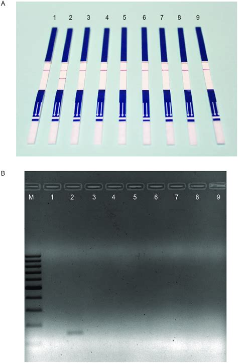 Specificity Of The RPA LFD Assay For Detecting Plasmodium Cynomolgi