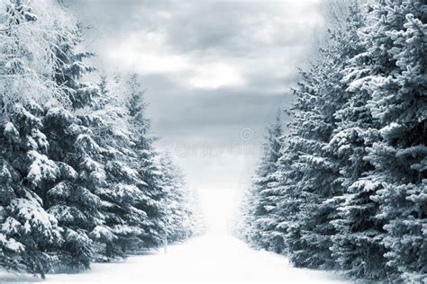 Winter road stock image. Image of rime, grey, landscapes - 1609971