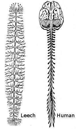 Comparison of Leech and Human Nervous Systems