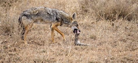 jackal wildlife images pixabay