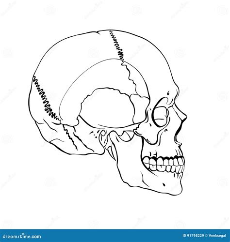 Hand Drawn Line Art Anatomically Correct Human Skull Stock Vector