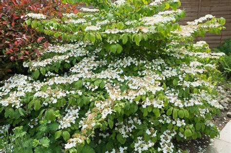 How to Grow Viburnum Shrubs (Tips for Planting & Care) | Garden Design