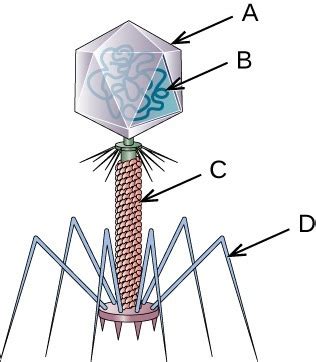 Virus Bacteriophage Cell Labeled Diagram Quizlet