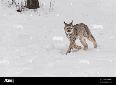 Canadian Lynx (Lynx canadensis) Trots Left Ears to Sides Winter ...