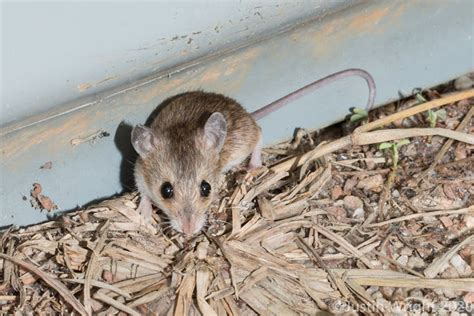 We discovered two new Australian native mammals – the first of their ...