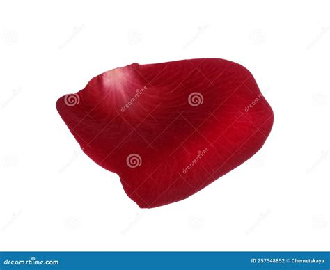 Red Rose Flower Petal on White Background Stock Photo - Image of element, bright: 257548852