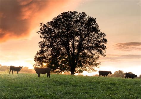 Cows During Sunset – Chris Greer