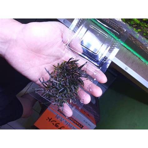 Jual Bucepalandra Buce Super Mini Catherine Tanaman Aquascape