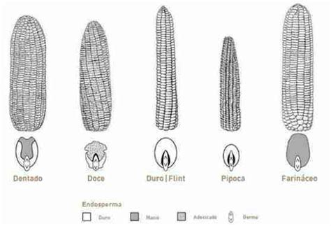 Classifica O Do Milho Quanto Ao Tipo De Gr Os Portal Agriconline