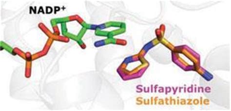 Understanding sulfa drugs' side effects | Research | Chemistry World