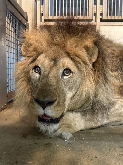 ライオンの健康診断をしました！ | 地方独立行政法人天王寺動物園