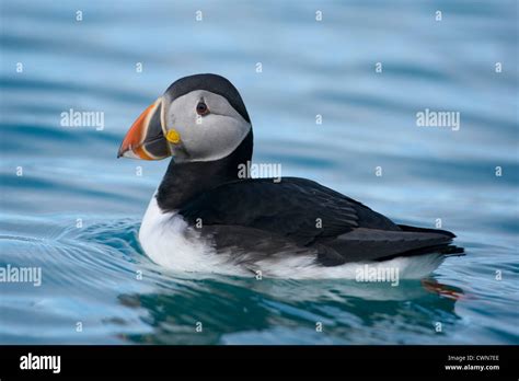 Atlantic Puffin Swimming Fratercula Artica Spitsbergen Svalbard