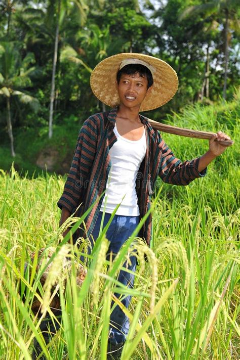 Traditional Rice Milling With A Wooden Mortar And Pestlerice Mortar