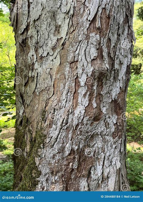 Tree Identification Bark Sycamore Maple Acer Pseudoplatanus Stock