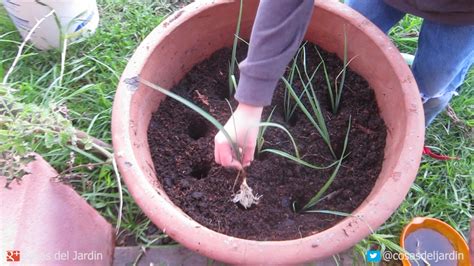 Cómo plantar Puerros paso a paso en maceta Parte 2 Transplante