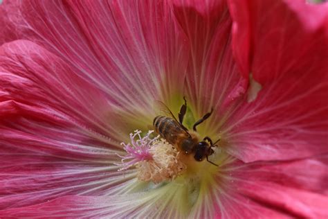Free picture: bee, pollinator, spring time, pollen, flower, shrub