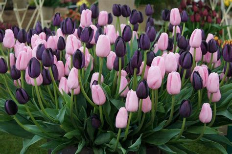 Tulipanes Color Morado Love Garden Garden And Yard Love Flowers Amazing Flowers Special